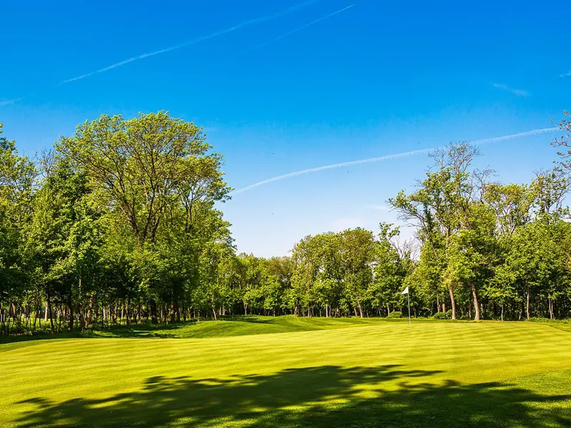 Green park with trees